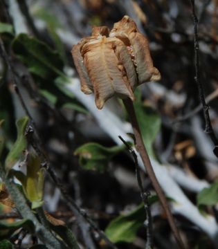 Image of spotted fritillary