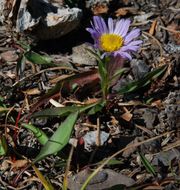 Image of rockslide yellow fleabane