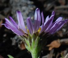 Image of rockslide yellow fleabane