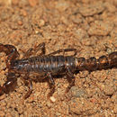 Image of Superstitioniidae