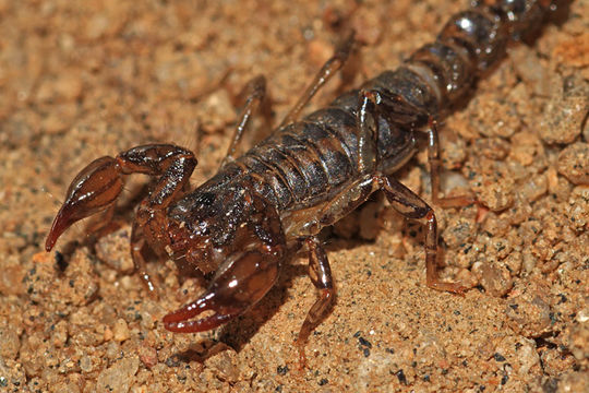 Image of Superstitionia donensis Stahnke 1940