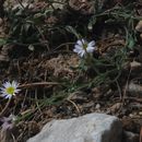 Plancia ëd Erigeron tener (A. Gray) A. Gray