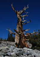 Image de Pin Bristlecone