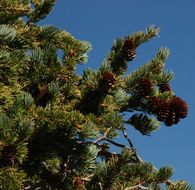 Pinus flexilis E. James resmi