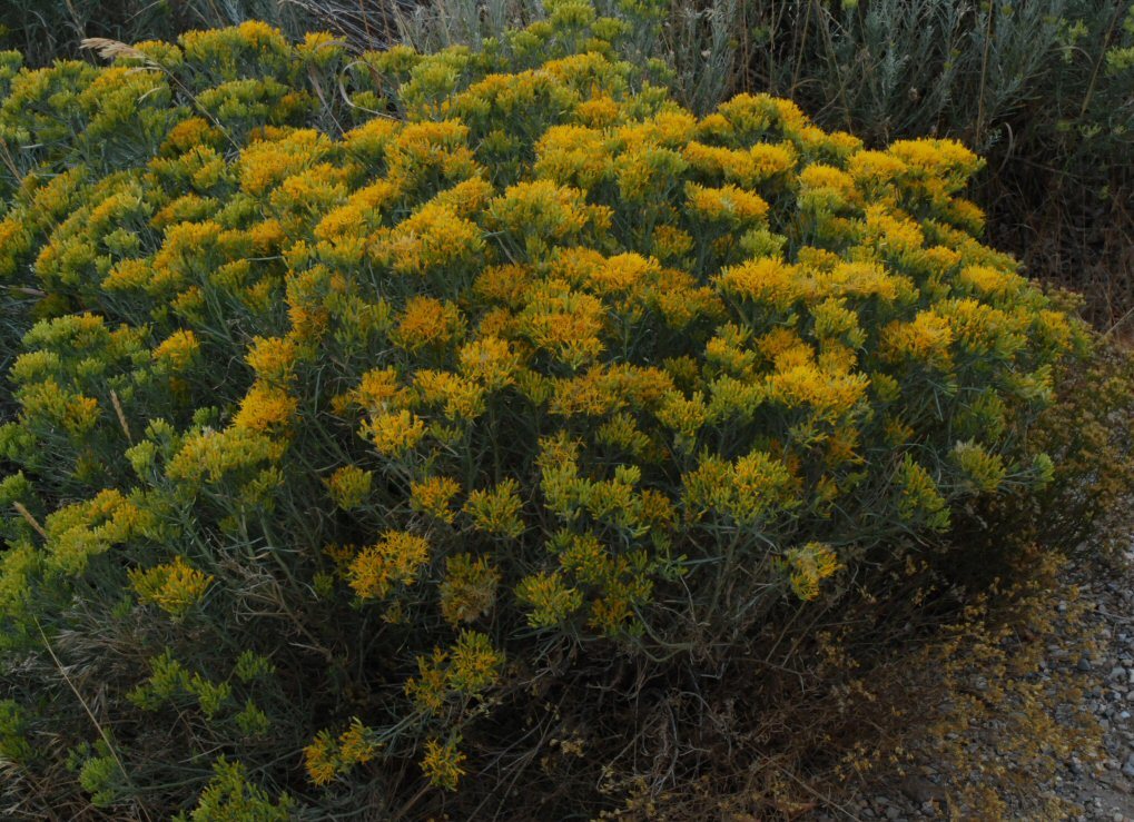 Image of Ericameria nauseosa var. speciosa (Nutt.) G. L. Nesom & G. I. Baird