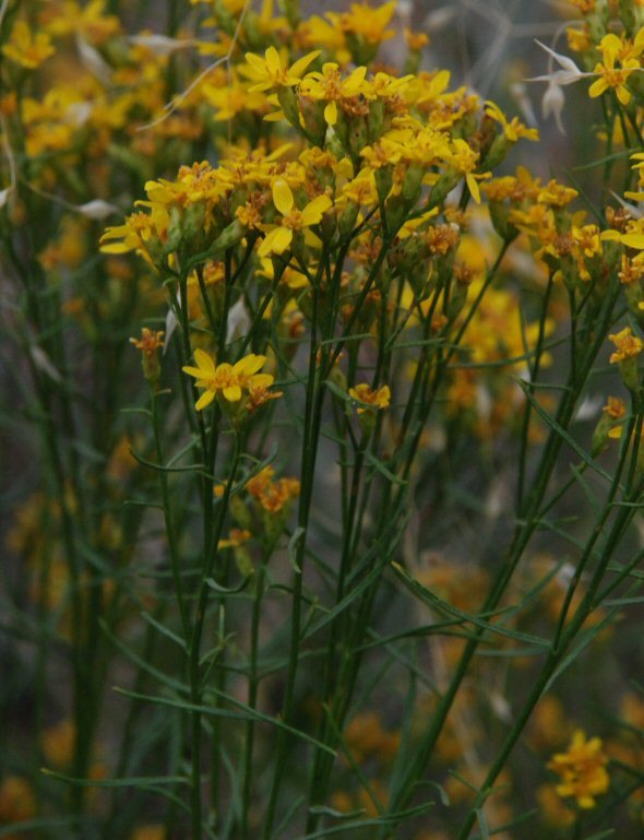 Image of broom snakeweed