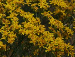 Image of broom snakeweed