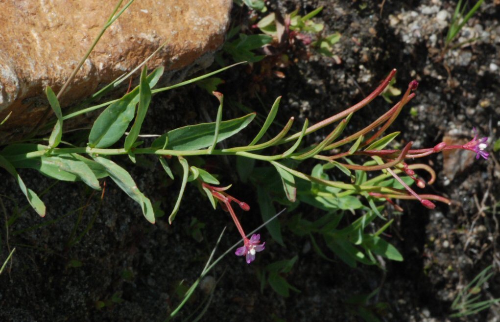 Image of glaucus willowherb