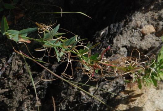 Слика од Epilobium glaberrimum subsp. fastigiatum (Nutt.) P. C. Hoch & P. H. Raven