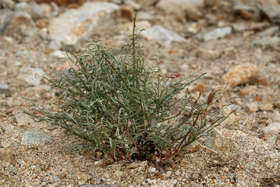 Imagem de Astragalus casei A. Gray