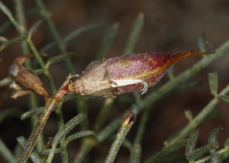 Imagem de Astragalus casei A. Gray