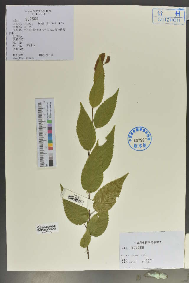 Image of hornbeam