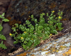 Image de Ivesia saxosa (Lemmon ex E. Greene) B. Ertter