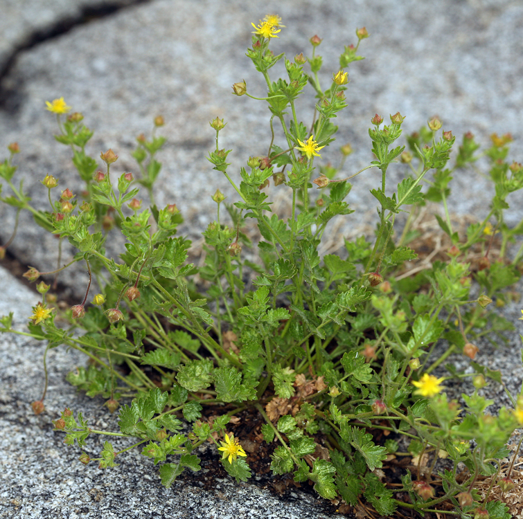 Image de Ivesia saxosa (Lemmon ex E. Greene) B. Ertter