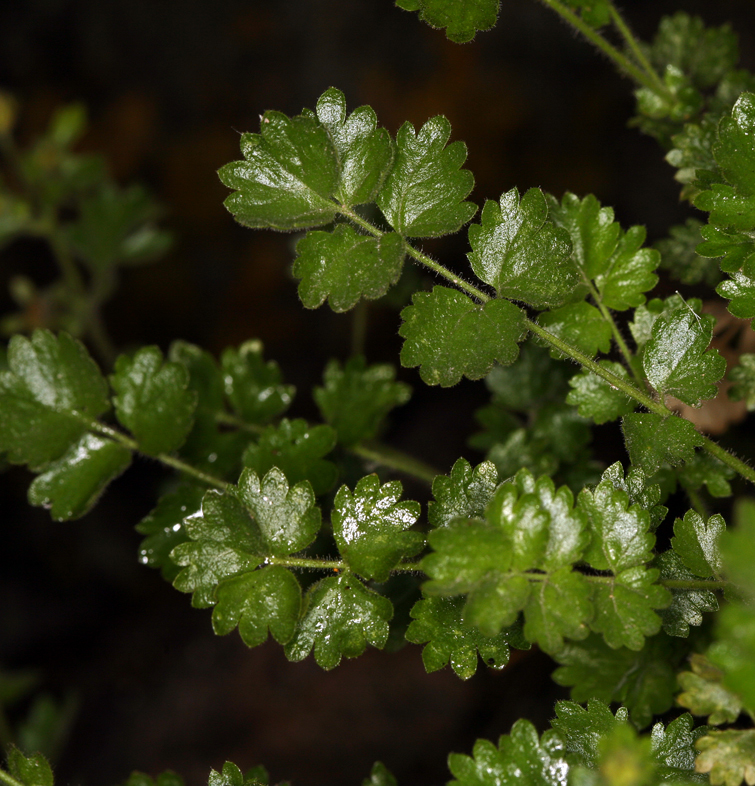 Sivun Ivesia saxosa (Lemmon ex E. Greene) B. Ertter kuva