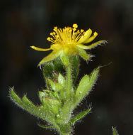 Sivun Ivesia saxosa (Lemmon ex E. Greene) B. Ertter kuva