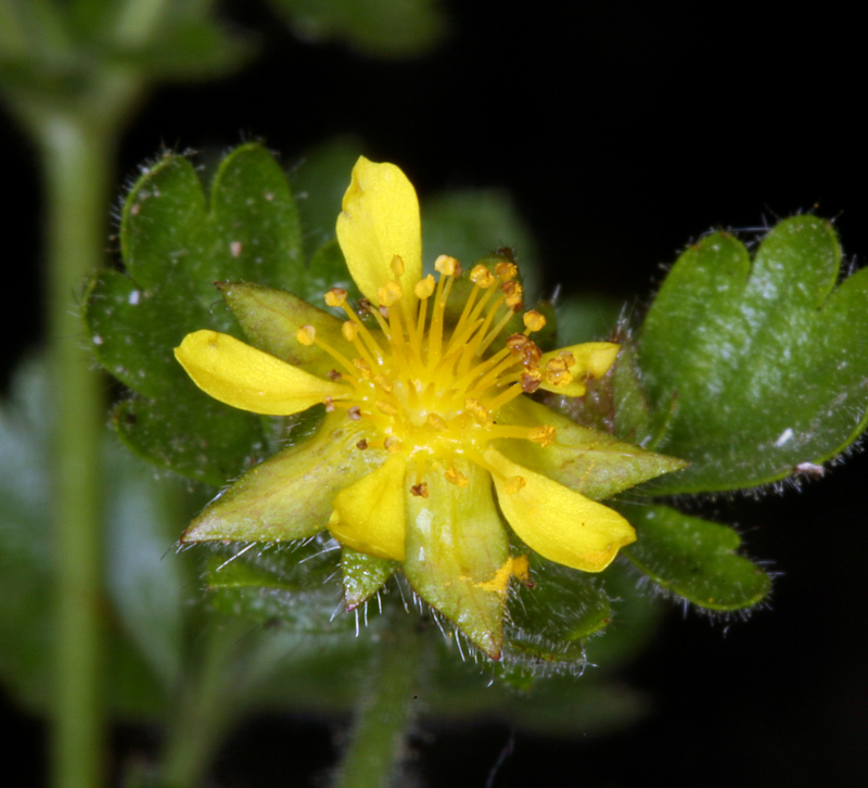 Sivun Ivesia saxosa (Lemmon ex E. Greene) B. Ertter kuva