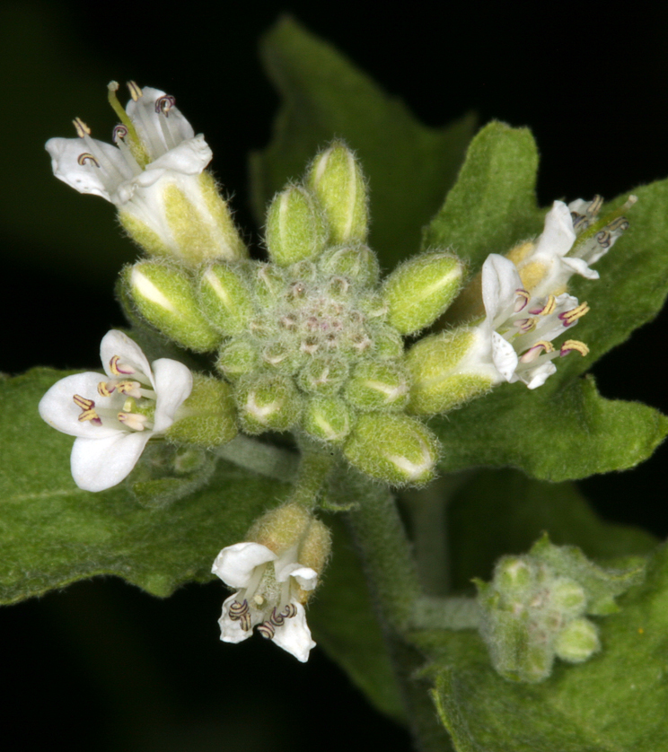 Image of Mojave halimolobos