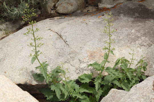 Image of desert figwort