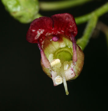 Image of desert figwort