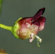 Image of desert figwort