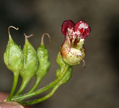 Scrophularia desertorum (Munz) R. J. Shaw resmi