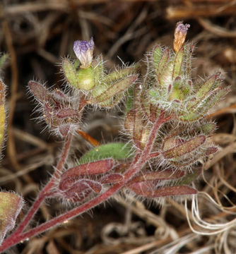 Image de Phacelia curvipes Torr. ex S. Wats.