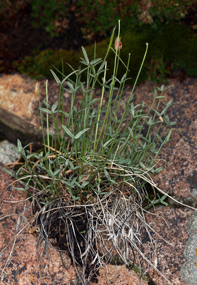 Image de Trifolium kingii subsp. dedeckerae (J. M. Gillett) D. Heller