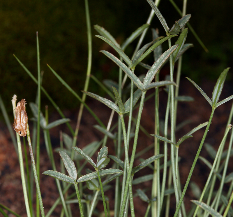 Image of Dedecker's clover