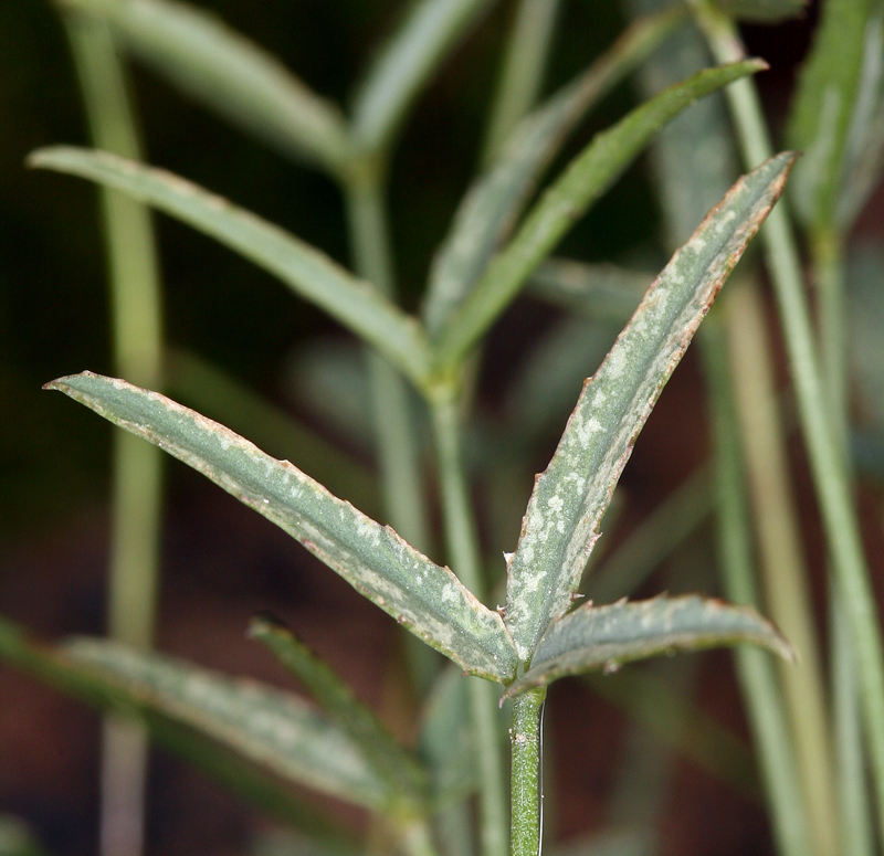 Image of Dedecker's clover