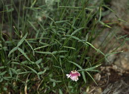 Image de Trifolium kingii subsp. dedeckerae (J. M. Gillett) D. Heller