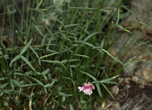 Trifolium kingii subsp. dedeckerae (J. M. Gillett) D. Heller的圖片