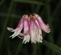 Trifolium kingii subsp. dedeckerae (J. M. Gillett) D. Heller的圖片