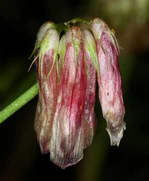 Sivun Trifolium kingii subsp. dedeckerae (J. M. Gillett) D. Heller kuva