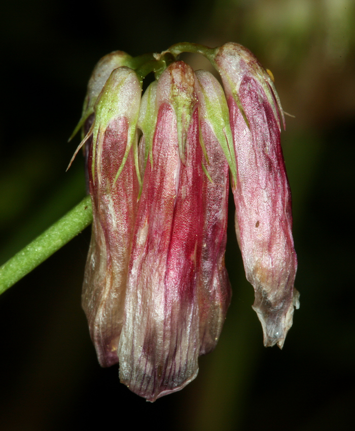 Trifolium kingii subsp. dedeckerae (J. M. Gillett) D. Heller的圖片