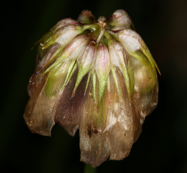 Trifolium kingii subsp. dedeckerae (J. M. Gillett) D. Heller的圖片