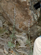 Image of thickstem wild cabbage