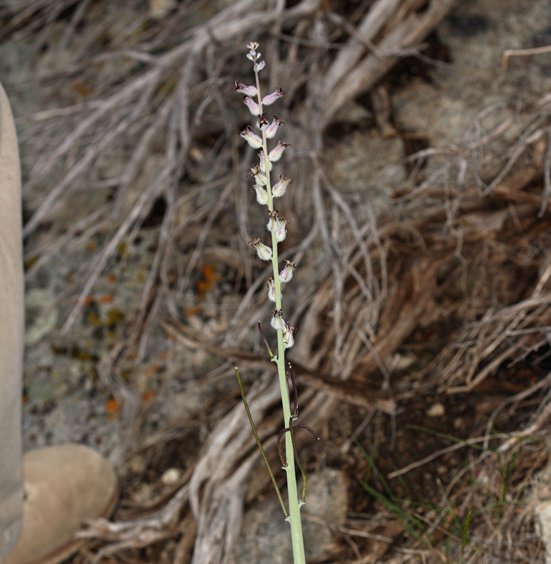 Image of thickstem wild cabbage