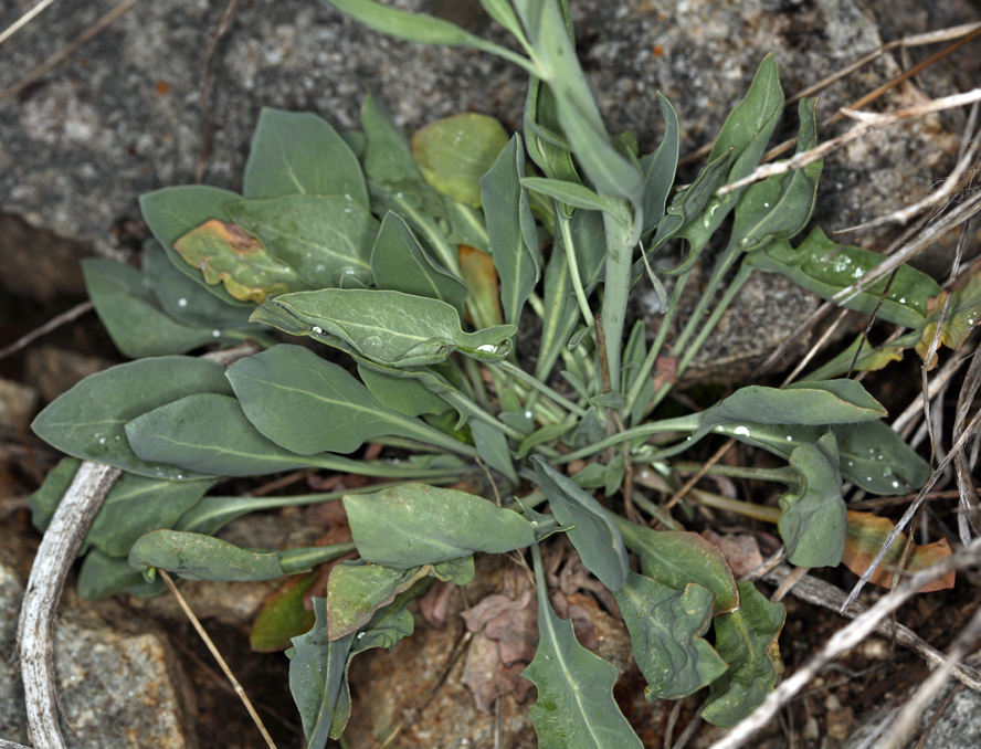 Image of thickstem wild cabbage