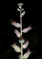 Image of thickstem wild cabbage