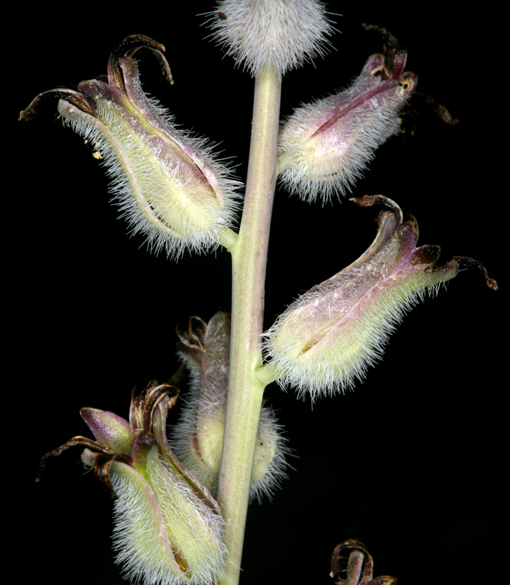 Image of thickstem wild cabbage