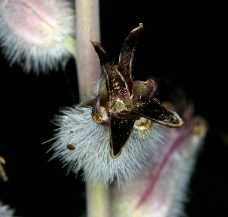 Image of thickstem wild cabbage