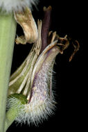 Image of thickstem wild cabbage