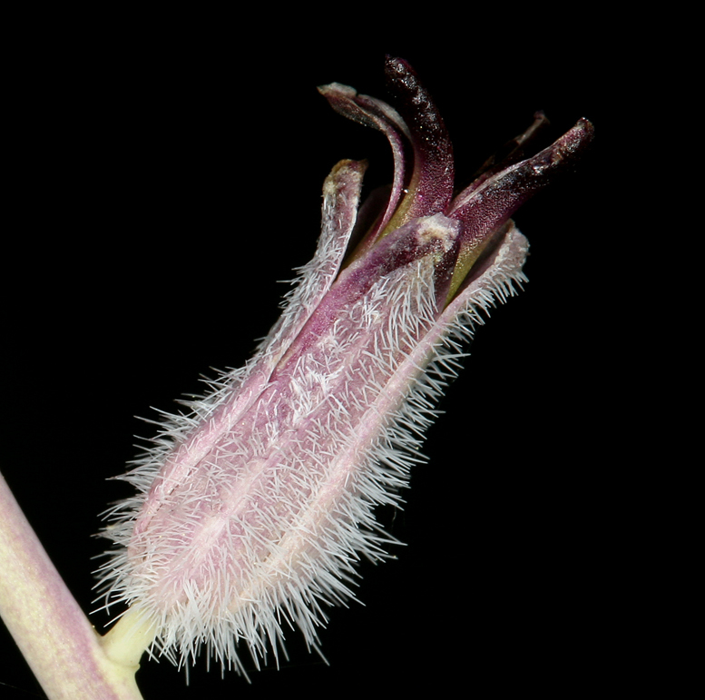 Image of thickstem wild cabbage