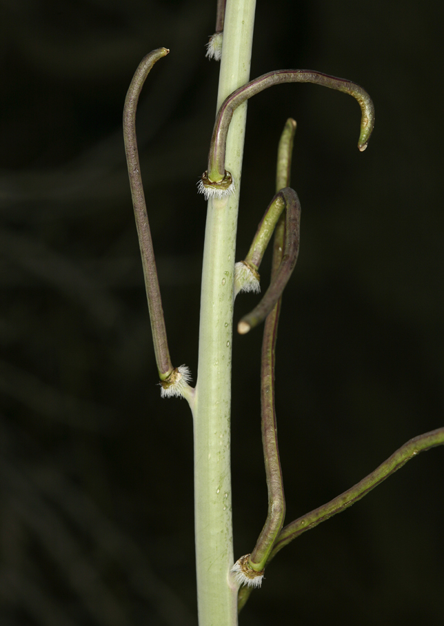 Image of thickstem wild cabbage