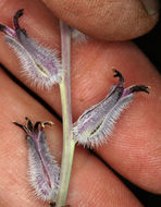 Image of thickstem wild cabbage