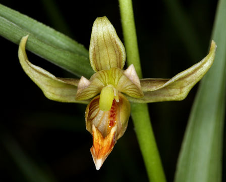 Image of Stream orchid