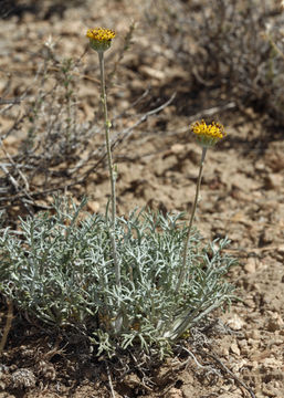 Image of fineleaf hymenopappus