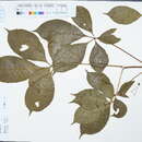 Image of Handeliodendron