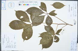 Image of Handeliodendron